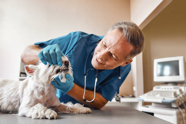 Best Emergency Dentist Near Me  in Bellerose Terrace, NY